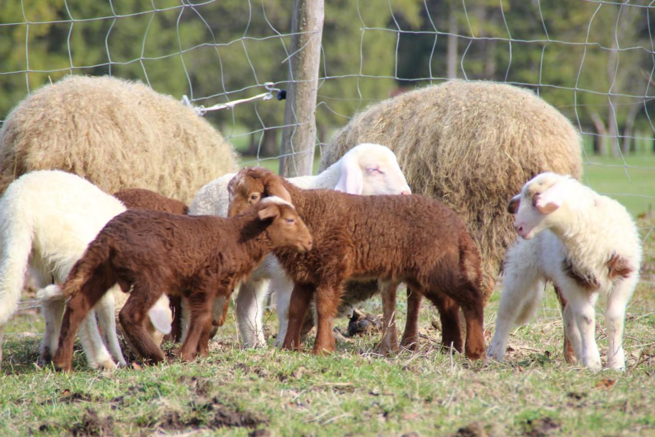 Ferienhof Zum Sagschneider Lenggries Zewnętrze zdjęcie